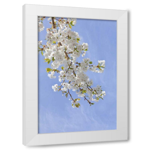 Washington, Seabeck Cherry blossoms White Modern Wood Framed Art Print by Paulson, Don