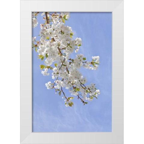 Washington, Seabeck Cherry blossoms White Modern Wood Framed Art Print by Paulson, Don