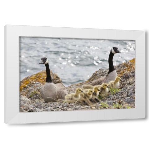WA, San Juans Canada geese with goslings White Modern Wood Framed Art Print by Paulson, Don