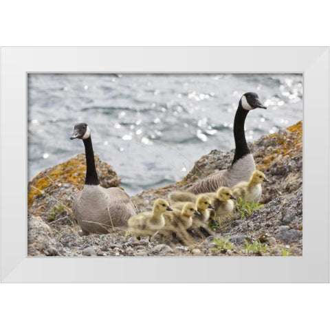 WA, San Juans Canada geese with goslings White Modern Wood Framed Art Print by Paulson, Don