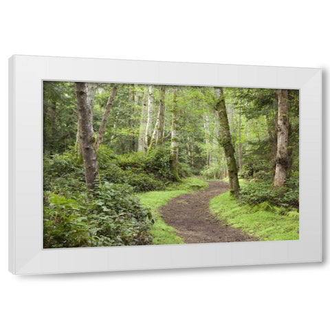 WA, San Juans, Stuart Island Trail through woods White Modern Wood Framed Art Print by Paulson, Don