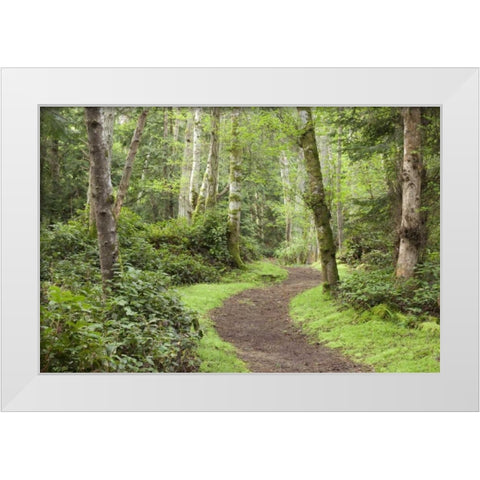 WA, San Juans, Stuart Island Trail through woods White Modern Wood Framed Art Print by Paulson, Don