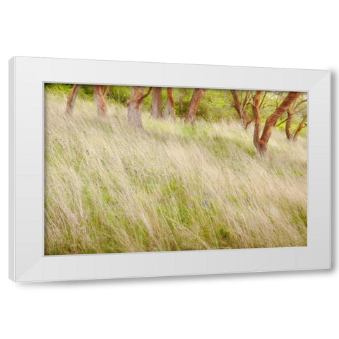 Washington, San Juans Grasses and madrone trees White Modern Wood Framed Art Print by Paulson, Don