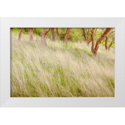 Washington, San Juans Grasses and madrone trees White Modern Wood Framed Art Print by Paulson, Don