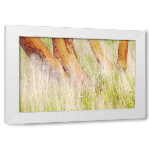 Washington, San Juans Grasses and madrone trees White Modern Wood Framed Art Print by Paulson, Don