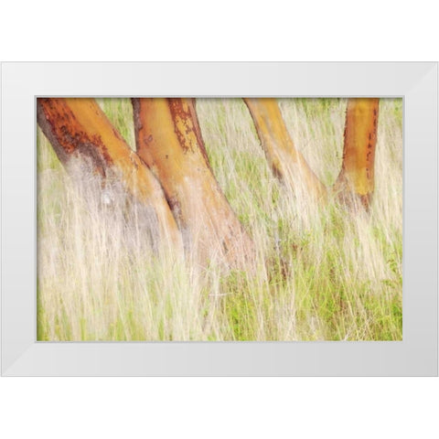 Washington, San Juans Grasses and madrone trees White Modern Wood Framed Art Print by Paulson, Don
