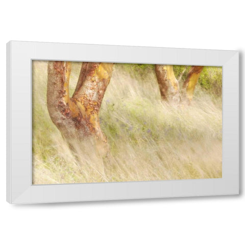 Washington, San Juans Grasses and madrone trees White Modern Wood Framed Art Print by Paulson, Don