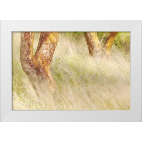 Washington, San Juans Grasses and madrone trees White Modern Wood Framed Art Print by Paulson, Don