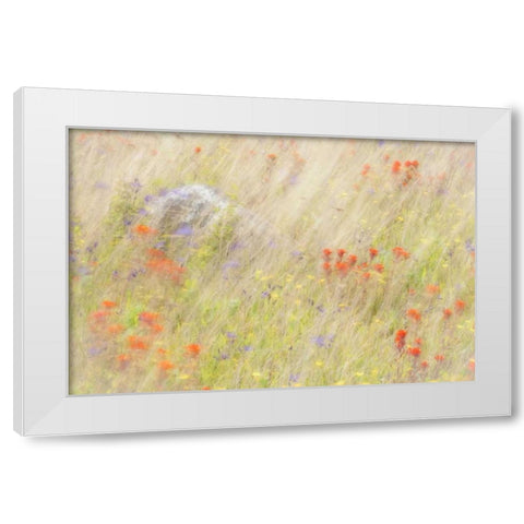 WA, San Juans Field of flowers and grasses White Modern Wood Framed Art Print by Paulson, Don