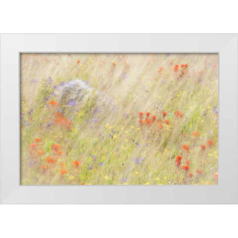 WA, San Juans Field of flowers and grasses White Modern Wood Framed Art Print by Paulson, Don