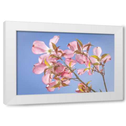 WA, Seabeck Pink dogwood blossoms against sky White Modern Wood Framed Art Print by Paulson, Don
