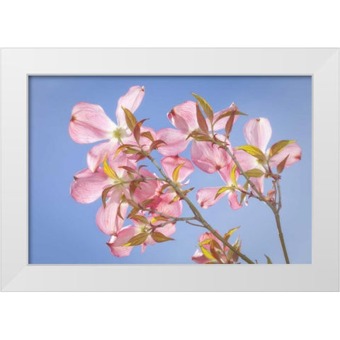WA, Seabeck Pink dogwood blossoms against sky White Modern Wood Framed Art Print by Paulson, Don