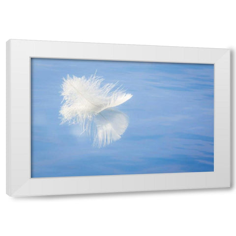 WA, Seabeck White feather reflects on water White Modern Wood Framed Art Print by Paulson, Don