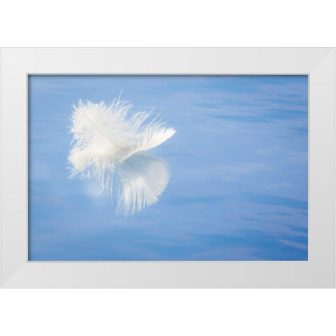 WA, Seabeck White feather reflects on water White Modern Wood Framed Art Print by Paulson, Don