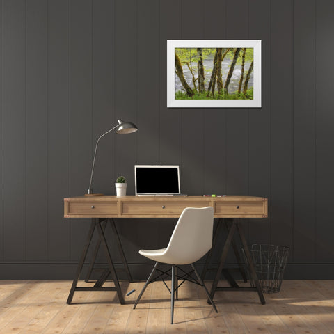 WA, Cascade Mts Beckler River through Maples White Modern Wood Framed Art Print by Paulson, Don