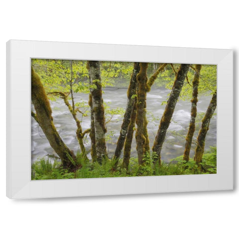 WA, Cascade Mts Beckler River through Maples White Modern Wood Framed Art Print by Paulson, Don