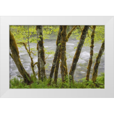 WA, Cascade Mts Beckler River through Maples White Modern Wood Framed Art Print by Paulson, Don