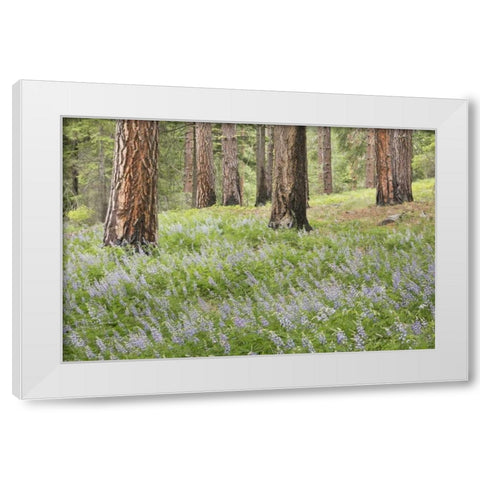 Washington, Leavenworth Forest and lupines White Modern Wood Framed Art Print by Paulson, Don