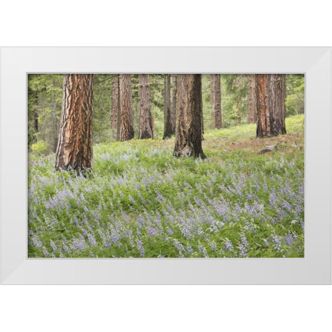 Washington, Leavenworth Forest and lupines White Modern Wood Framed Art Print by Paulson, Don