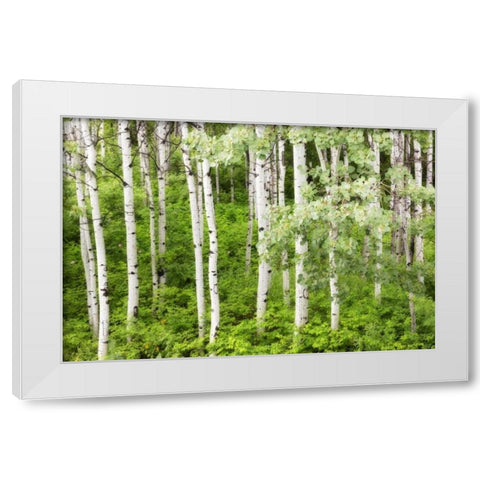 WA, Leavenworth Stand of aspen trees in forest White Modern Wood Framed Art Print by Paulson, Don