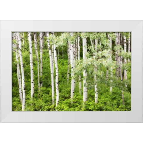 WA, Leavenworth Stand of aspen trees in forest White Modern Wood Framed Art Print by Paulson, Don