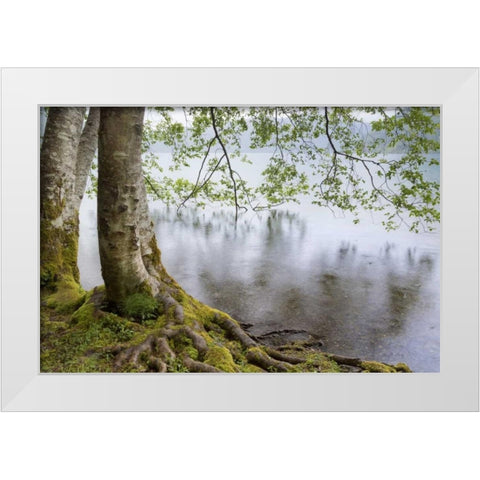 WA, Olympic NP Alders overhanging Lake Crescent White Modern Wood Framed Art Print by Paulson, Don