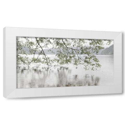 WA, Olympic NP Alders overhanging Lake Crescent White Modern Wood Framed Art Print by Paulson, Don