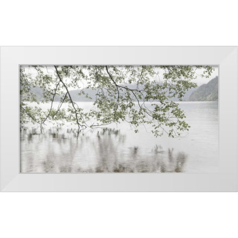 WA, Olympic NP Alders overhanging Lake Crescent White Modern Wood Framed Art Print by Paulson, Don