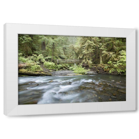 WA, Olympic NP Barnes Creek flows through forest White Modern Wood Framed Art Print by Paulson, Don