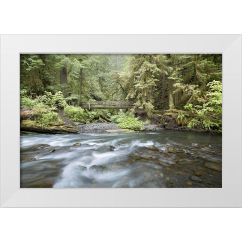 WA, Olympic NP Barnes Creek flows through forest White Modern Wood Framed Art Print by Paulson, Don