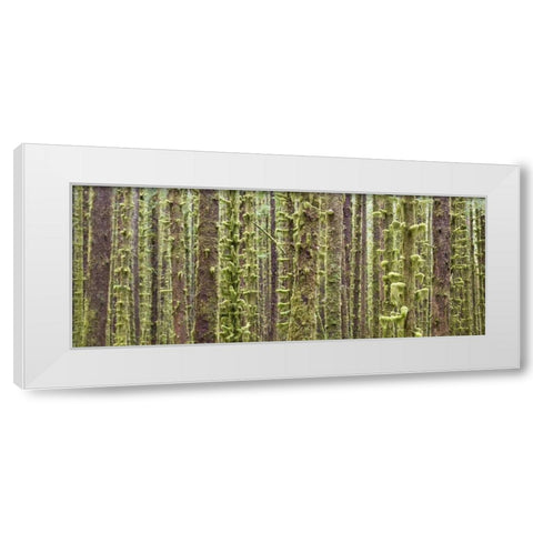 WA, Olympic NP Trees in Hoh River Rainforest White Modern Wood Framed Art Print by Paulson, Don
