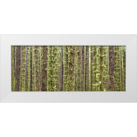 WA, Olympic NP Trees in Hoh River Rainforest White Modern Wood Framed Art Print by Paulson, Don