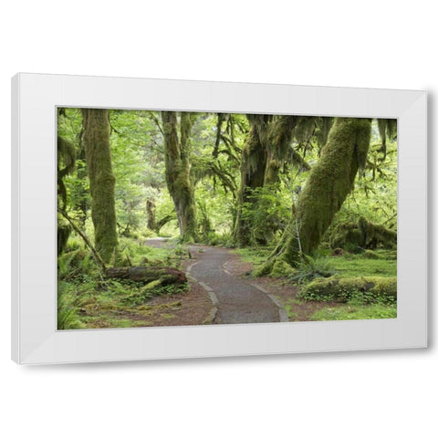 WA, Olympic NP Hall of Mosses Trail White Modern Wood Framed Art Print by Paulson, Don