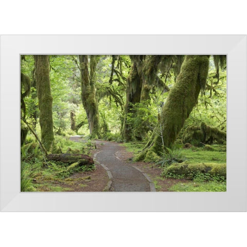 WA, Olympic NP Hall of Mosses Trail White Modern Wood Framed Art Print by Paulson, Don
