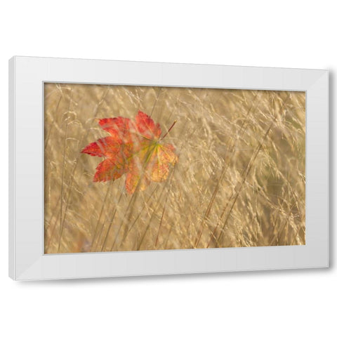 WA, Seabeck Vine maple leaf caught in fall grass White Modern Wood Framed Art Print by Paulson, Don