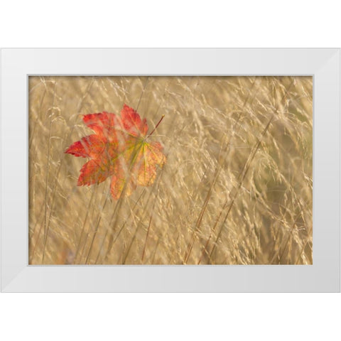 WA, Seabeck Vine maple leaf caught in fall grass White Modern Wood Framed Art Print by Paulson, Don