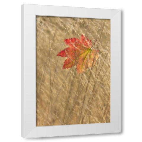 WA, Seabeck Vine maple leaf caught in fall grass White Modern Wood Framed Art Print by Paulson, Don