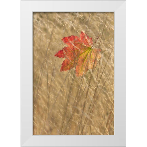 WA, Seabeck Vine maple leaf caught in fall grass White Modern Wood Framed Art Print by Paulson, Don
