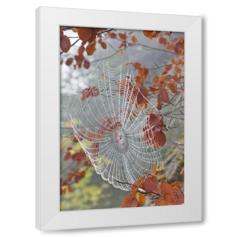 Washington, Seabeck Dew on spider web in tree White Modern Wood Framed Art Print by Paulson, Don