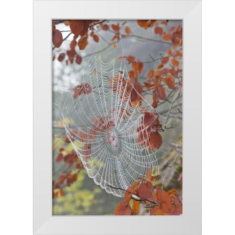 Washington, Seabeck Dew on spider web in tree White Modern Wood Framed Art Print by Paulson, Don
