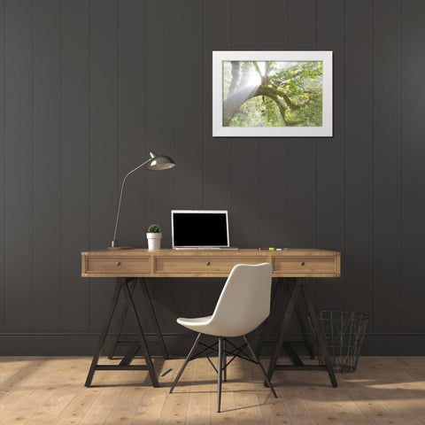 WA, Seabeck Morning sun through foggy trees White Modern Wood Framed Art Print by Paulson, Don