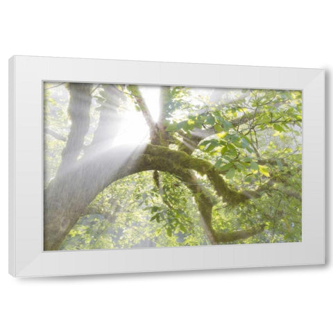 WA, Seabeck Morning sun through foggy trees White Modern Wood Framed Art Print by Paulson, Don