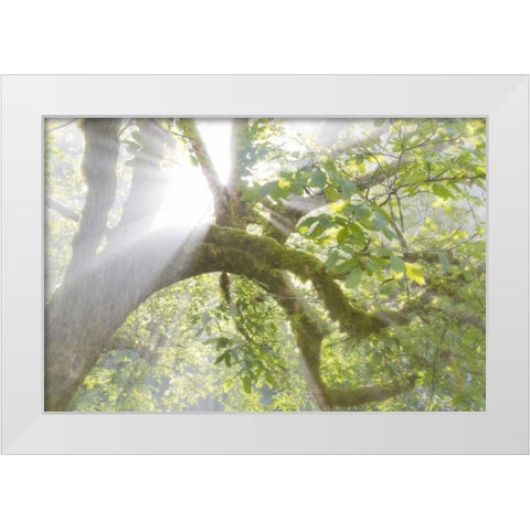 WA, Seabeck Morning sun through foggy trees White Modern Wood Framed Art Print by Paulson, Don