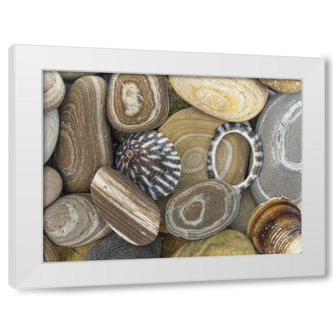Washington, Seabeck Beach stones and shells White Modern Wood Framed Art Print by Paulson, Don