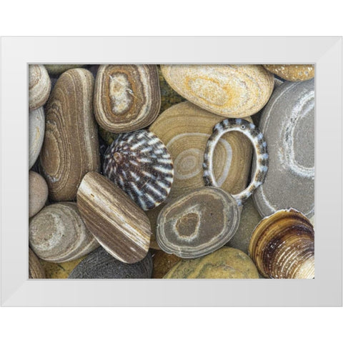 Washington, Seabeck Beach stones and shells White Modern Wood Framed Art Print by Paulson, Don