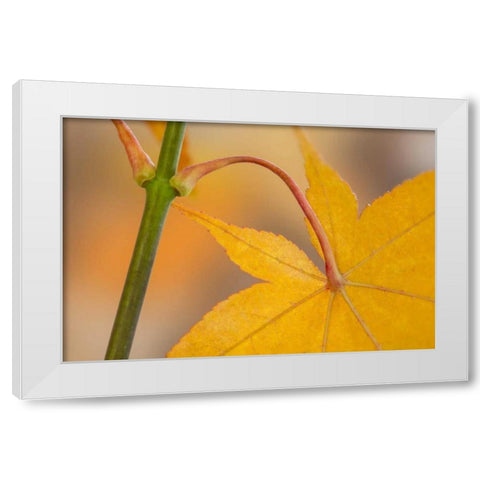 Washington, Seabeck Maple leaf in autumn color White Modern Wood Framed Art Print by Paulson, Don