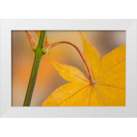 Washington, Seabeck Maple leaf in autumn color White Modern Wood Framed Art Print by Paulson, Don