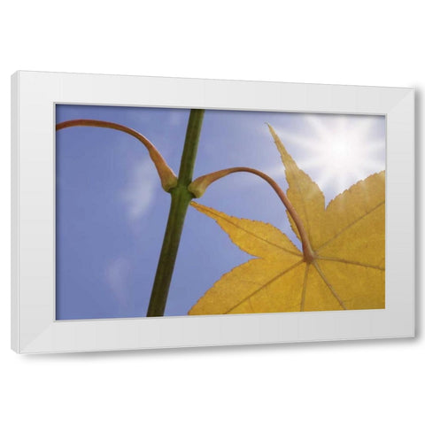 Washington, Seabeck Maple leaf in autumn color White Modern Wood Framed Art Print by Paulson, Don