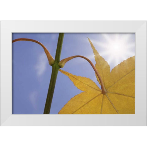 Washington, Seabeck Maple leaf in autumn color White Modern Wood Framed Art Print by Paulson, Don