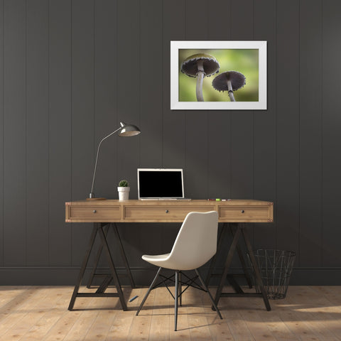 Washington, Seabeck Underside of mushrooms White Modern Wood Framed Art Print by Paulson, Don